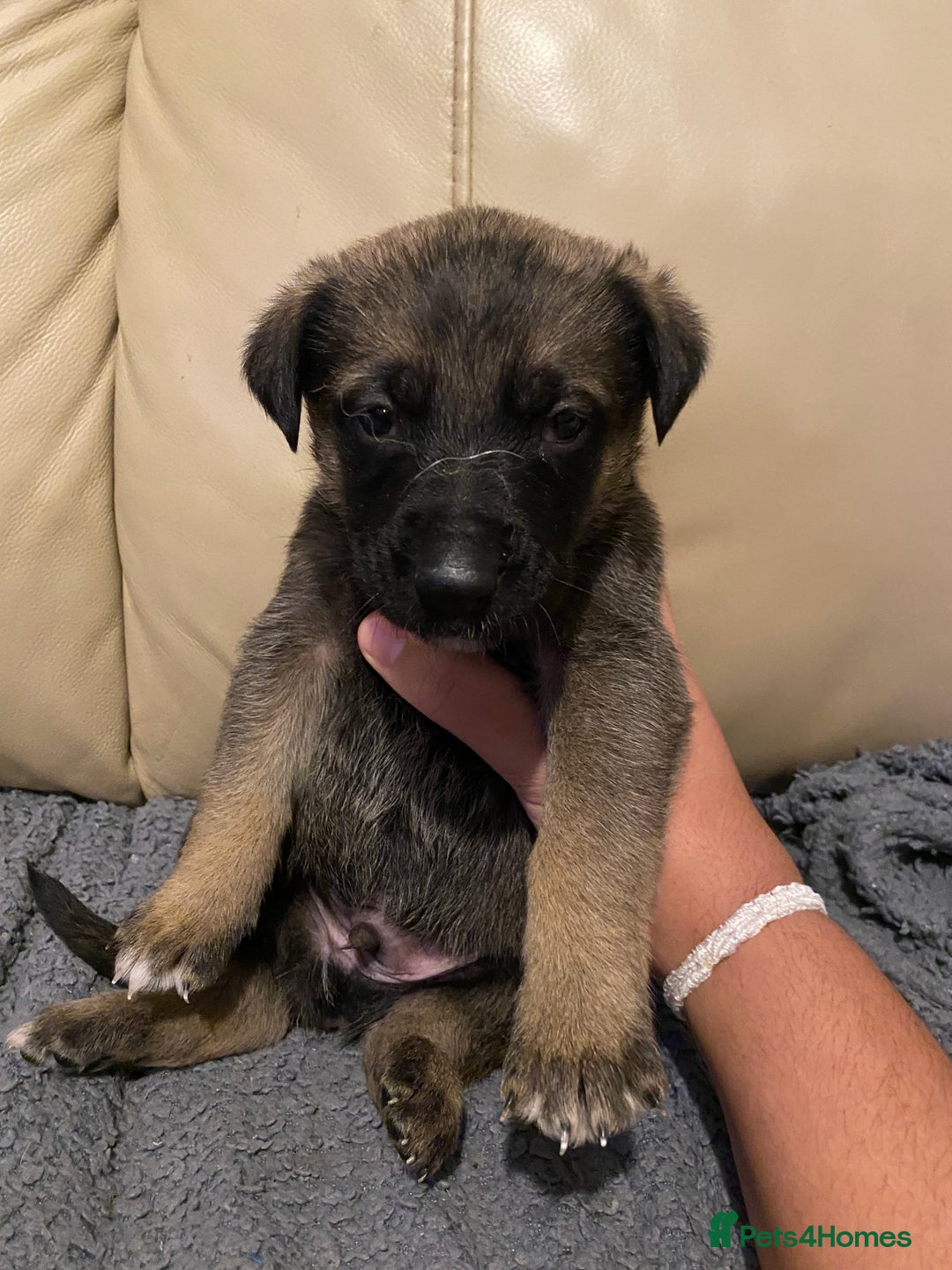 Belgian Shepherd Dog dogs for sale: Belgian Malinois puppies - Advert 5