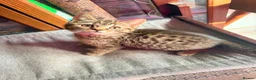 British Shorthair cats for sale: Stunning British Shorthair Kittens Ready Now! - Advert 38