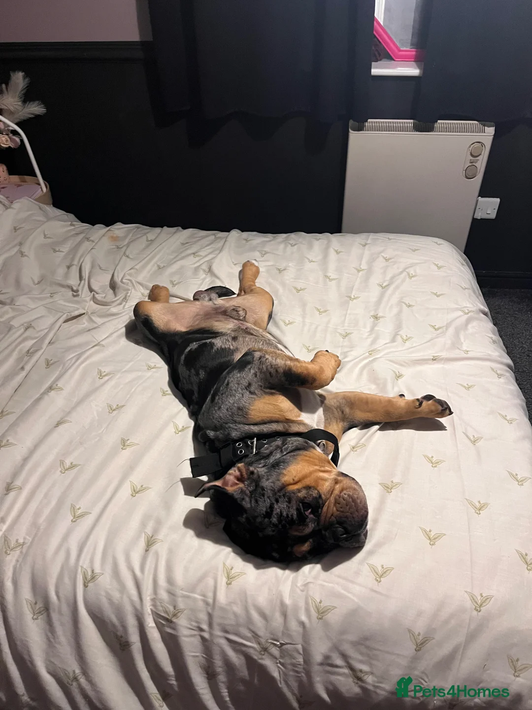 American Bully dogs for sale: Pocket bully looking for loving family home - Advert 8