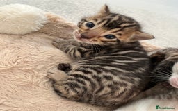 Bengal cats for sale: 2 Brown 2 Snow Lynx Bengals - Image 6
