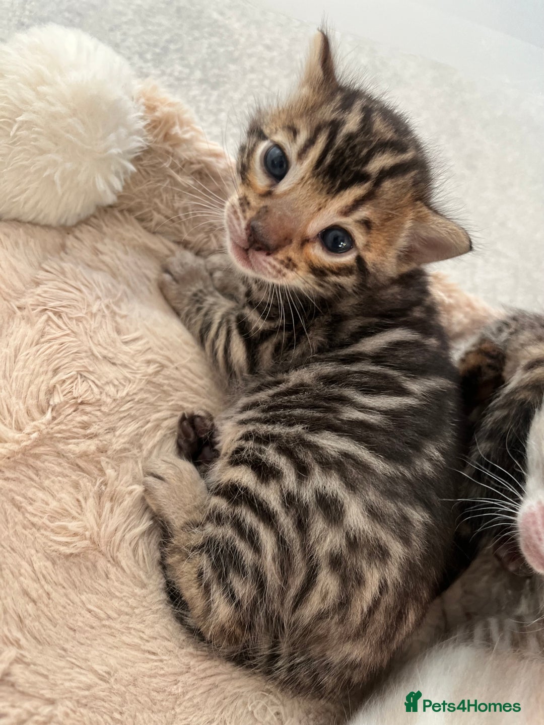 Bengal cats for sale: 2 Brown 2 Snow Lynx Bengals - Image 6