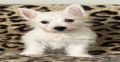 West Highland Terrier dogs - Advert 3