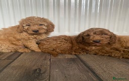 Cockapoo dogs for sale: Beautiful cockapoos - Image 7