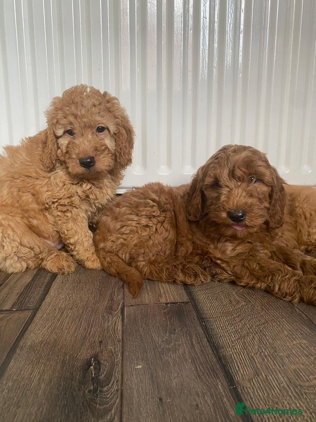 Cockapoo dogs for sale: Beautiful cockapoos - Image 7