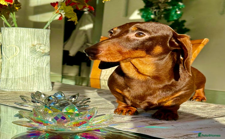 Miniature Dachshund dogs Rudi: The Silent Soul Who Survived the Unthinkable - Advert 1
