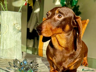 Miniature Dachshund dogs Rudi: The Silent Soul Who Survived the Unthinkable - Advert 4