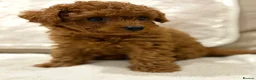 Cavapoo dogs for sale: Cavapoo puppies (Extensively health tested) F1b  - Advert 30