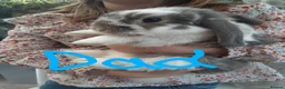 Mini Lop rabbits for sale: Baby Bunnies - very tame! in Malvern - Advert 11