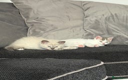 British Shorthair cats for sale: Beautiful BSH 2 male 1 female  - Image 23