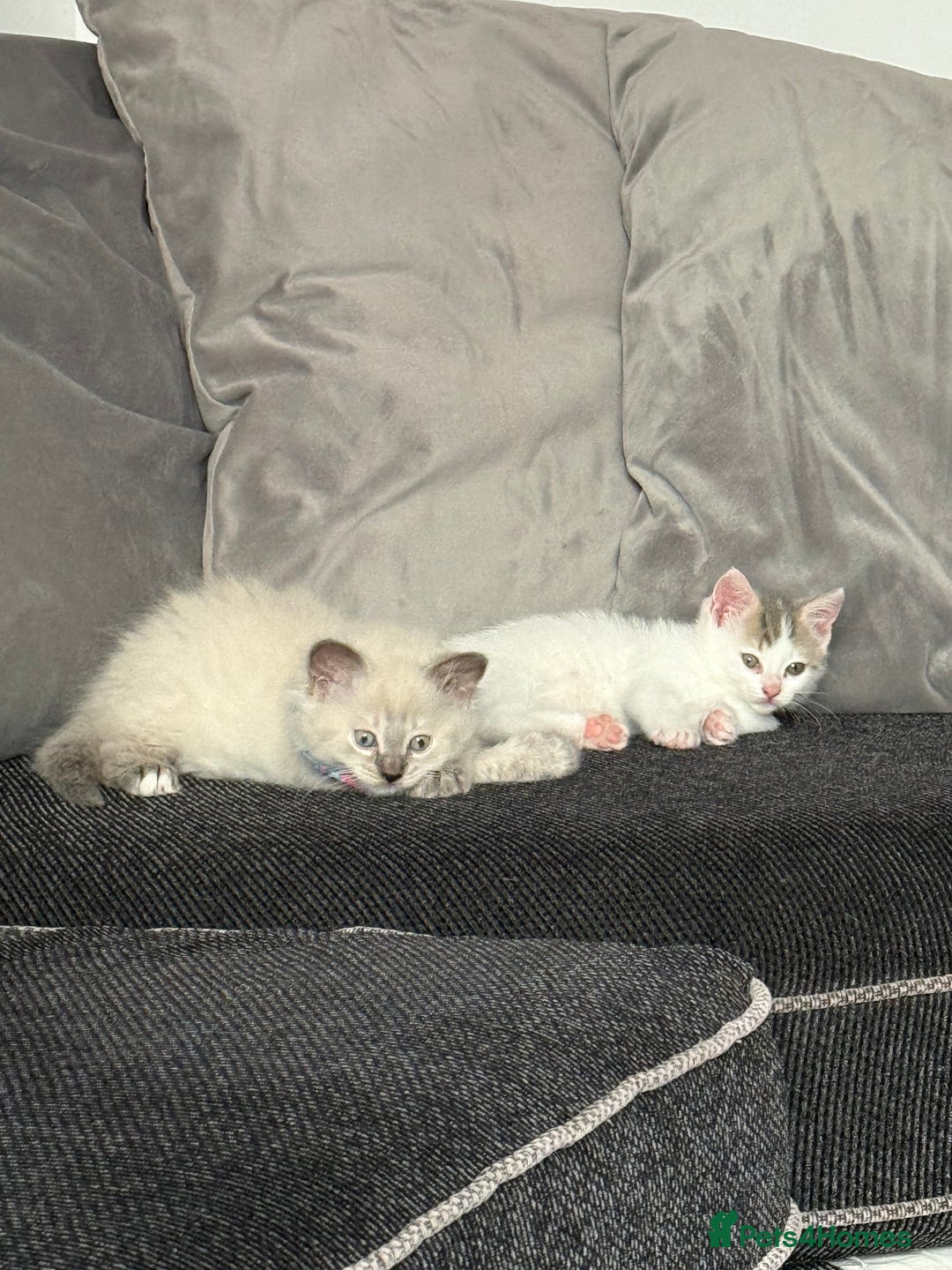 British Shorthair cats for sale: Beautiful BSH 2 male 1 female  - Image 23