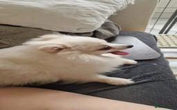 Pomeranian dogs for sale: Pure breed Pomeranian boy and girls  in London - Image 14