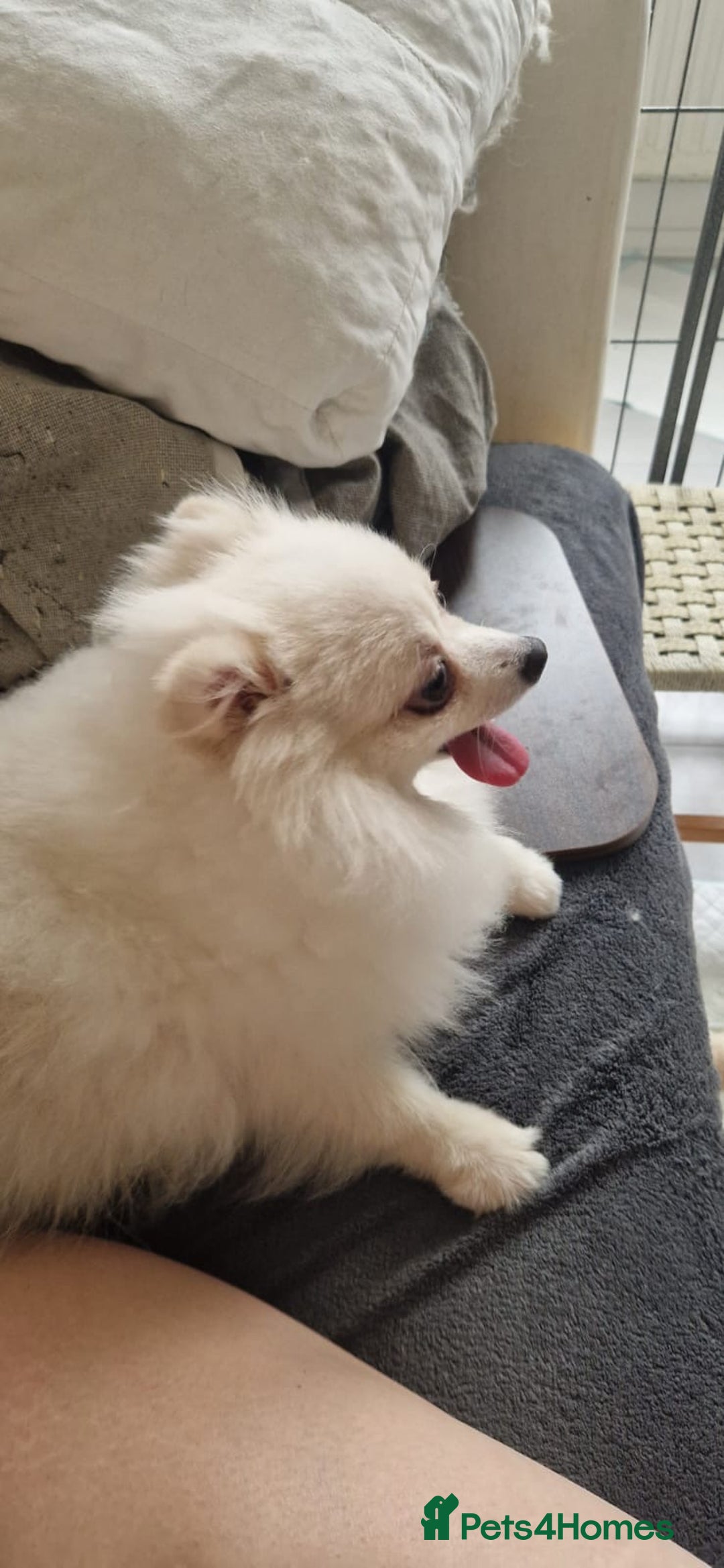 Pomeranian dogs for sale: Pure breed Pomeranian boy and girls  in London - Image 14