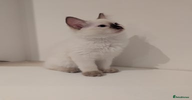 Ragdoll cats - Advert 4