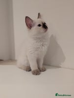 Ragdoll cats - Advert 3