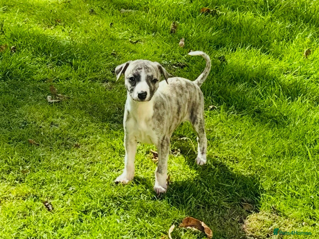 Whippet dogs for sale: SUPER KC Whippet puppies Show bred - Image 25