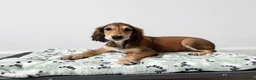 Saluki dogs for sale: Male  Saluki puppy 10 weeks old  - Advert 7