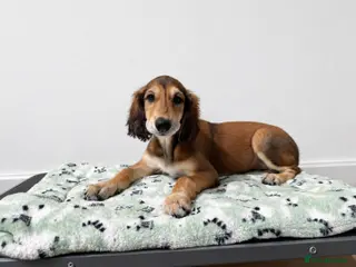 Saluki dogs KC male saluki puppies ready now - Advert 9
