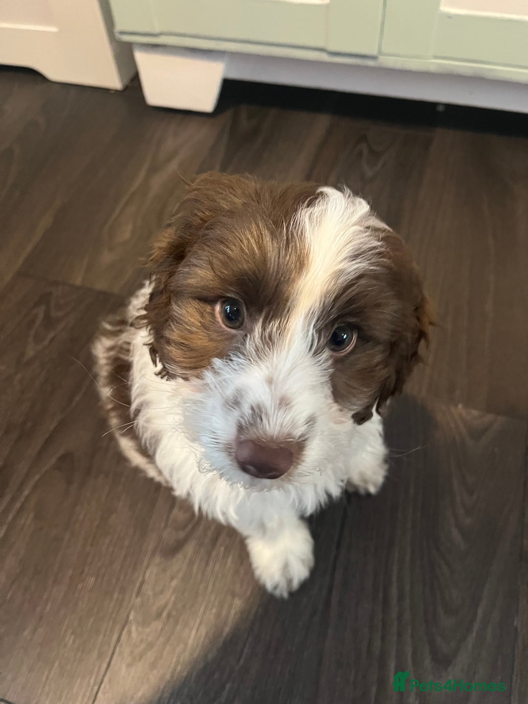 Cockapoo dogs for sale: 11 week old, Female Cockapoo puppy for rehoming - Advert 12