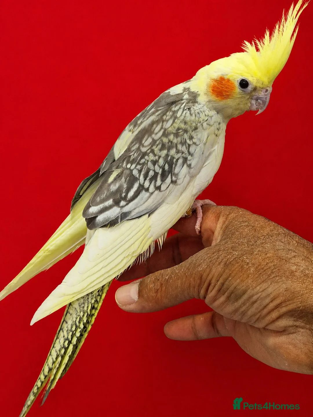 Cockatiels birds for sale: Super silly hand tamed baby cockatiels for sale  - Advert 2