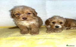 Standard Poodle dogs for sale: Ready to leave standard poodles  - Image 1