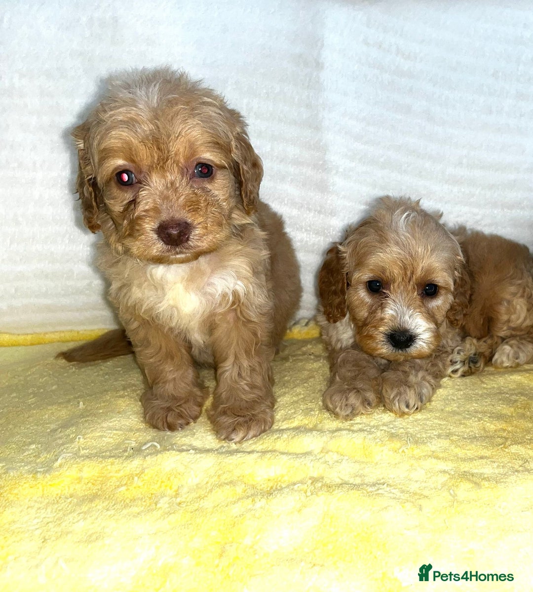 Standard Poodle dogs for sale: Ready to leave standard poodles  - Image 1