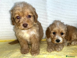 Standard Poodle dogs - Advert 4