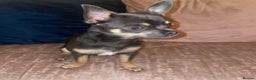 Chihuahua dogs for stud: small chihuahua stud only not for sale! proven  in King's Lynn - Advert 2