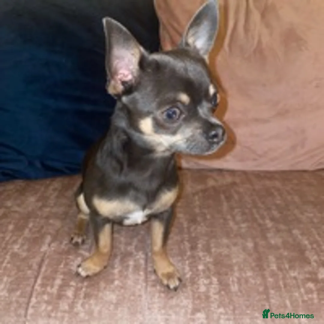 Chihuahua dogs for stud: small chihuahua stud only not for sale! proven  in King's Lynn - Advert 2