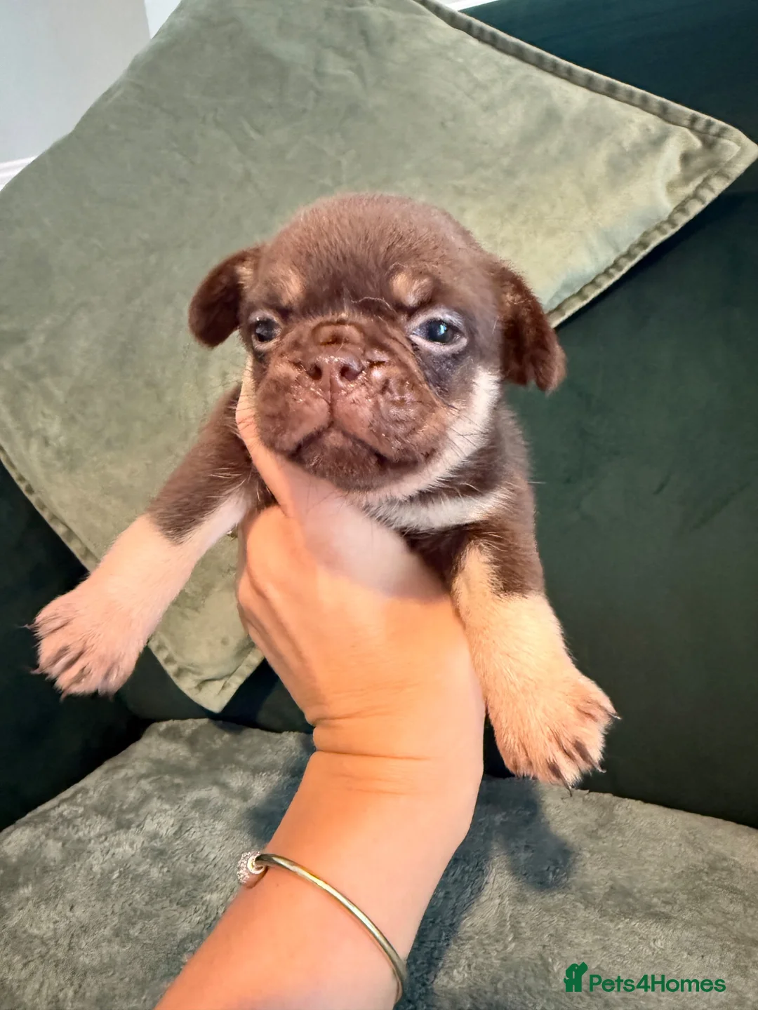 Pug dogs for sale: Beautiful Pug Puppies Ready Sunday 19th July - Advert 1