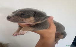 American Bully dogs for sale: Pocket Bullies ( not banned breed) - Image 29