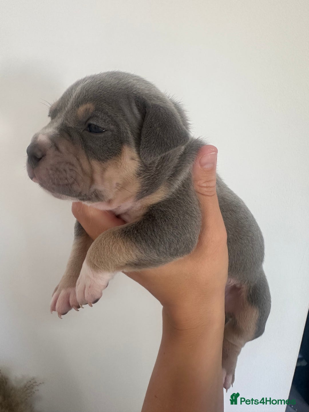 American Bully dogs for sale: Pocket Bullies ( not banned breed) - Image 29