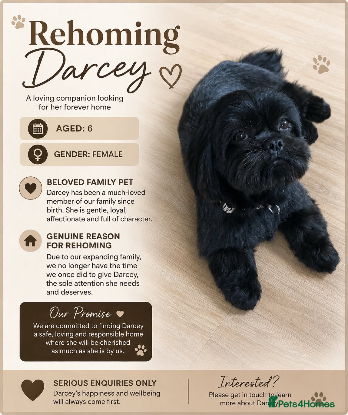 Shih Tzu dogs 6 year old shihtzu - Advert 4