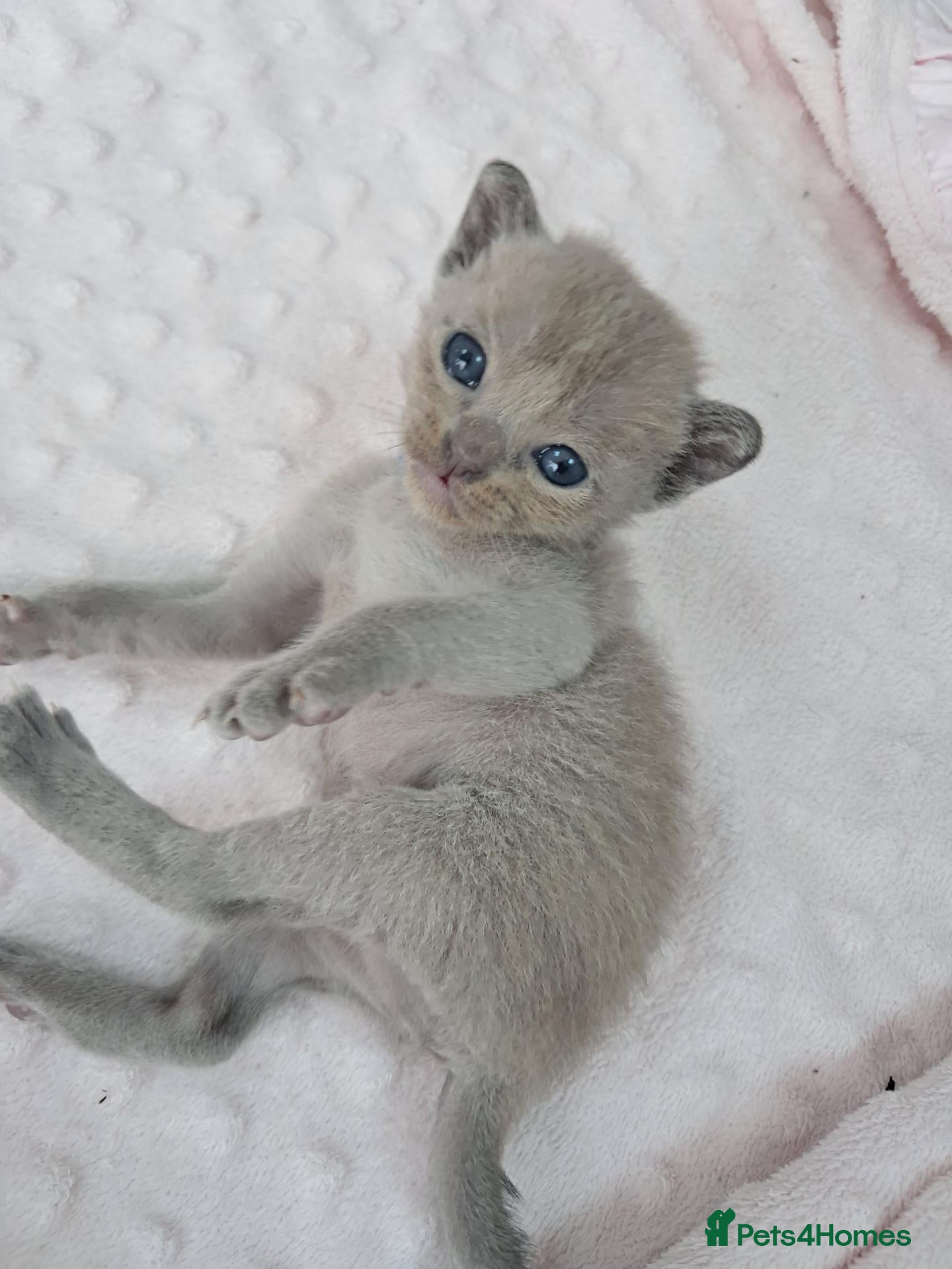 Burmese cats Pedigree Burmese Home Raised Kittens - Advert 6