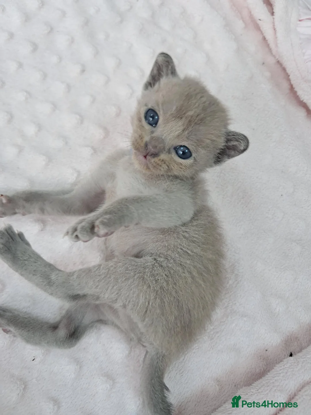 Burmese cats for sale: Pedigree Burmese Home Raised Kittens - Advert 1