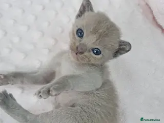 Burmese cats Pedigree Burmese Home Raised Kittens - Advert 6
