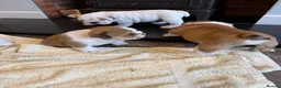 English Bulldog dogs for sale: KC Registered standard puppies - Advert 9