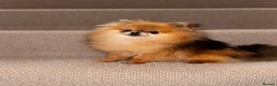 Pomeranian dogs for sale: Fully Grown Adult Pomeranian  - Advert 3