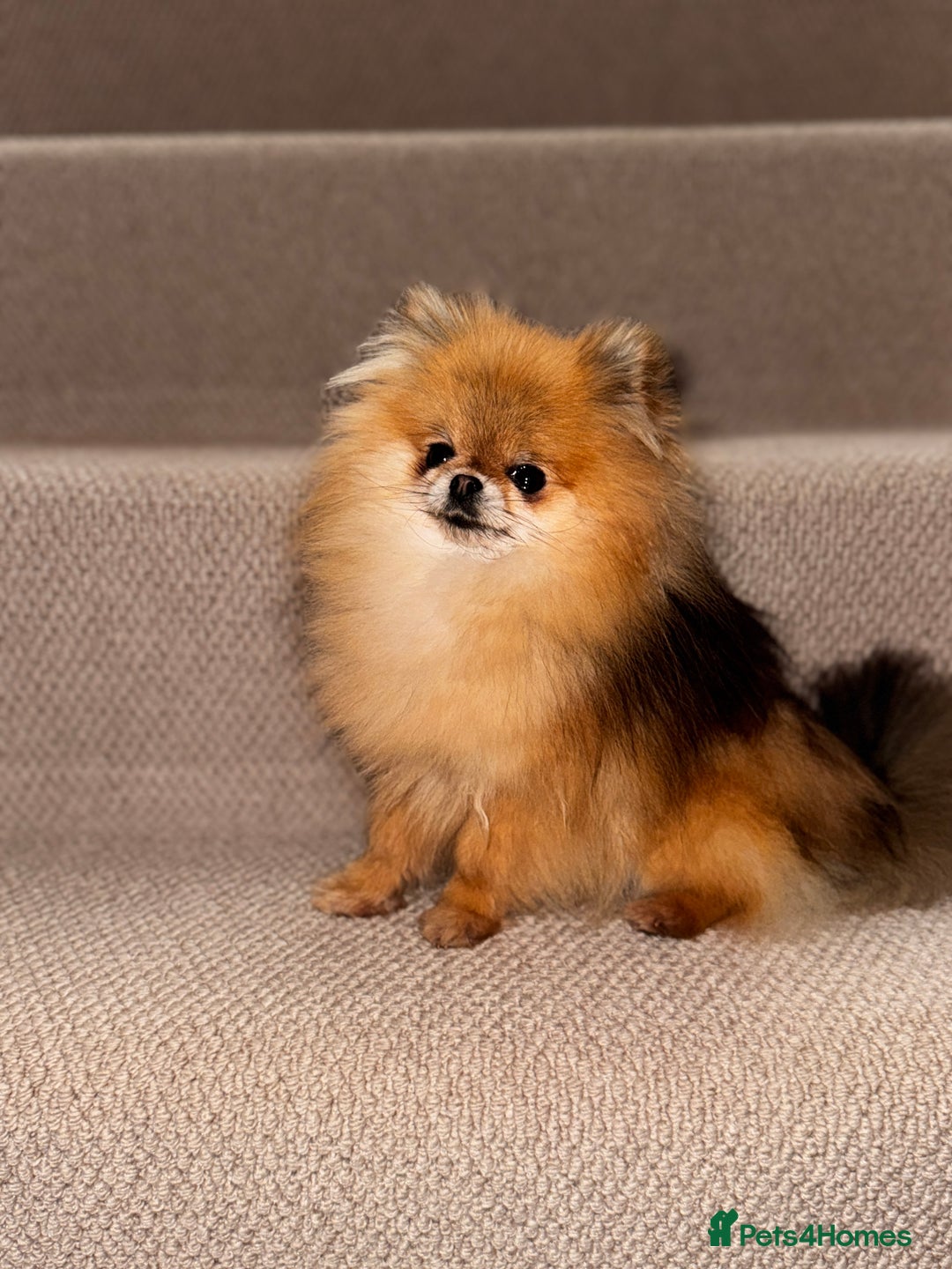 Pomeranian dogs for sale: Fully Grown Adult Pomeranian  - Advert 3