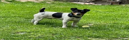 Jack Russell dogs for sale: Adorable Tri Coloured Miniature Jack Russell Pups - Advert 19
