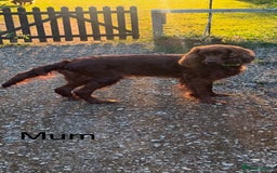 Irish Setter dogs for sale: Irish Setter Puppies 💜 - Image 27