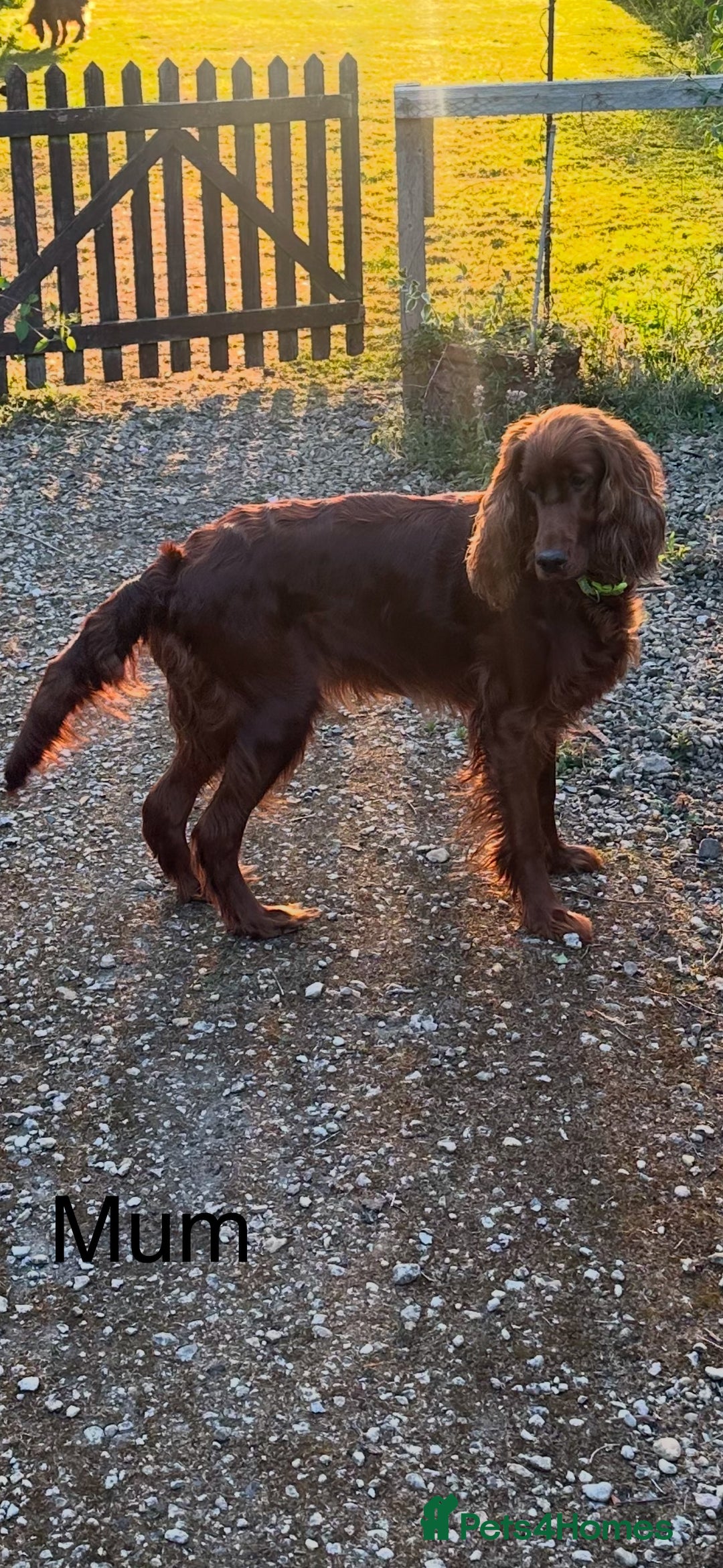 Irish Setter dogs for sale: Irish Setter Puppies 💜 - Image 27