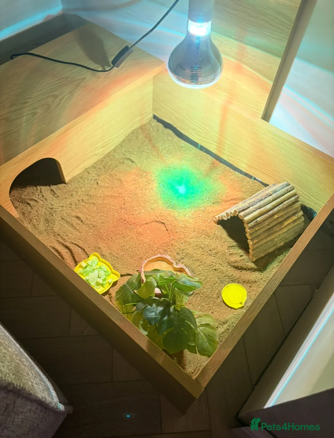 Hermann Tortoise reptiles for sale: Hermann tortoise  - Advert 2