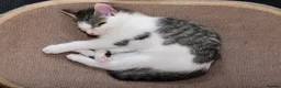 Mixed Breed cats for sale: Beautiful Home-Raised Kittens – Ready at 12 Weeks - Advert 14