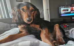 Mixed Breed dogs for sale: Working Basset hound x Show Cocker spaniel - Image 4