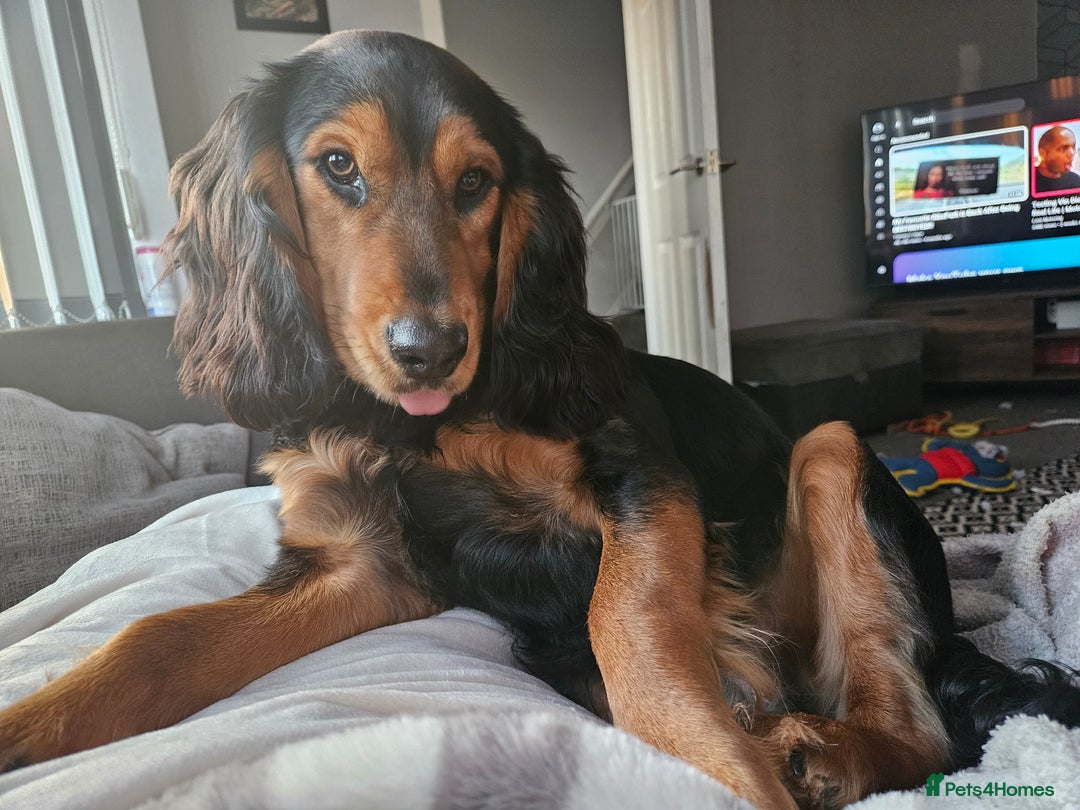Mixed Breed dogs for sale: Working Basset hound x Show Cocker spaniel - Image 4