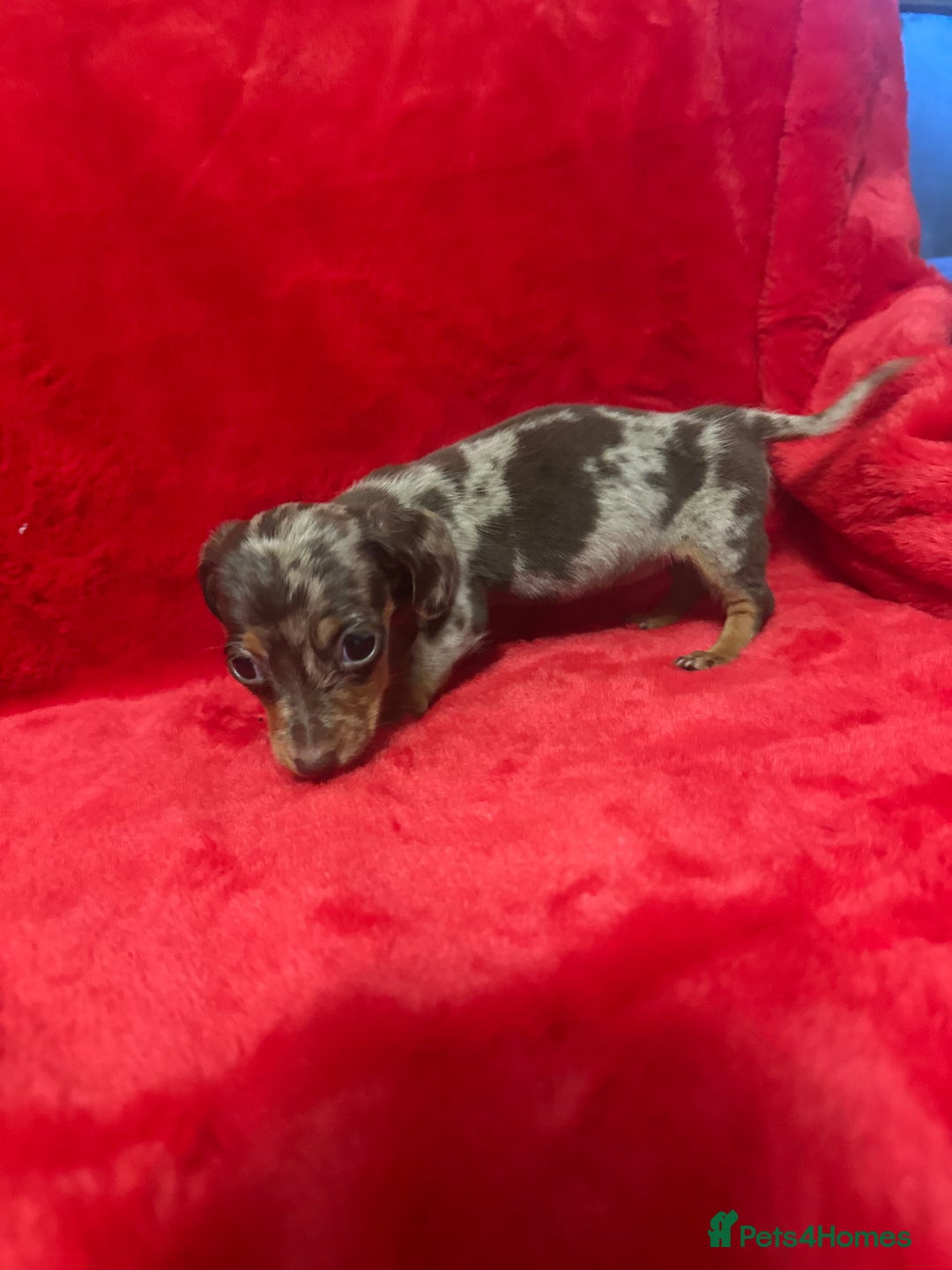 Miniature Dachshund dogs for sale: 3 Mini Minature Dachshunds - Advert 5