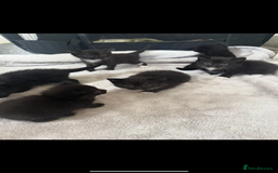 Mixed Breed cats for sale: Kittens for sale ready October 14th - Image 4