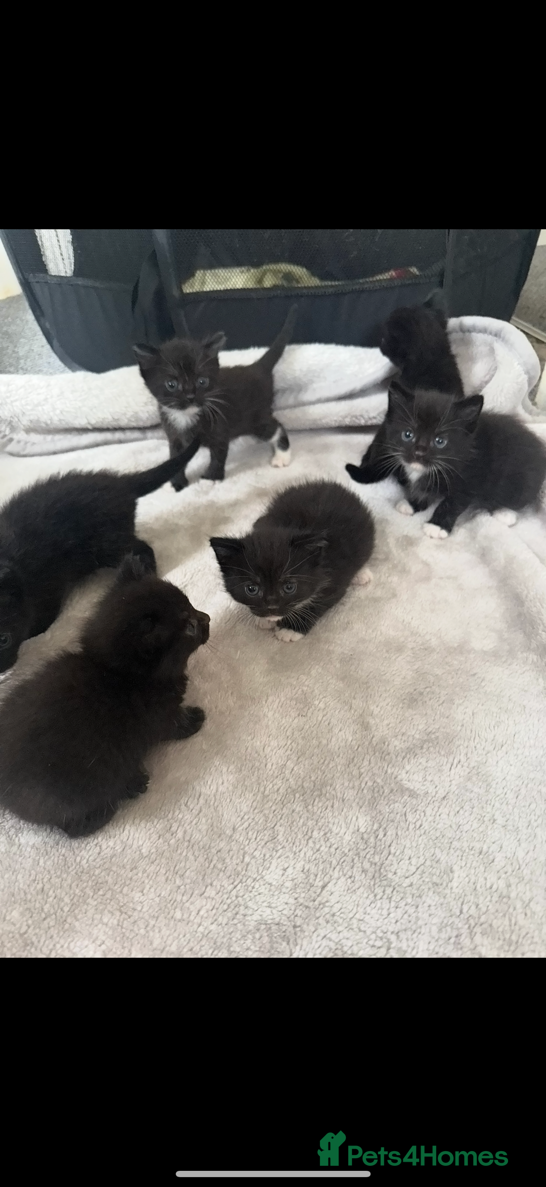 Mixed Breed cats for sale: Kittens for sale ready October 14th - Image 4
