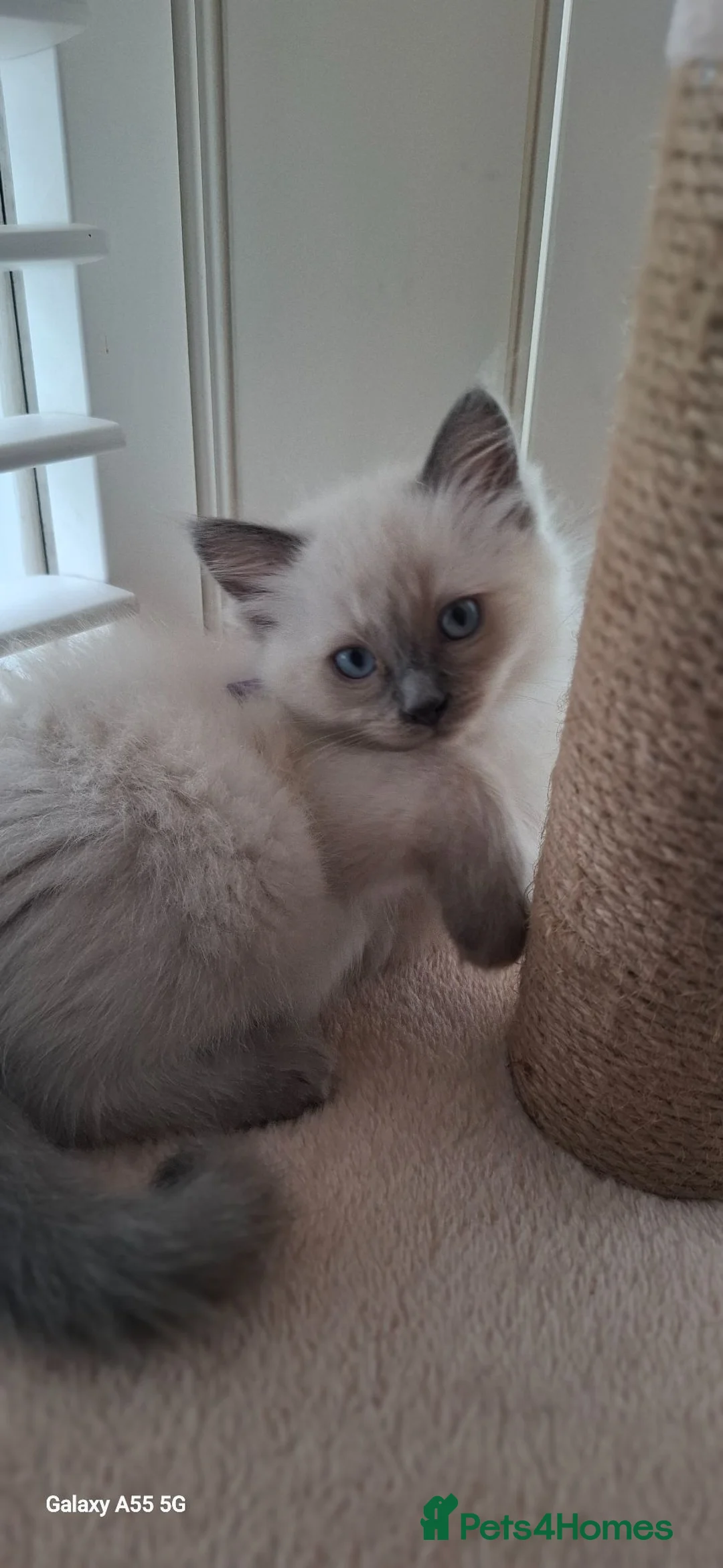 Ragdoll cats for sale: Stunning ragdoll kittens in Newport - Advert 13