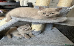 British Shorthair cats for sale: Stunning lilac BSH  - Image 21
